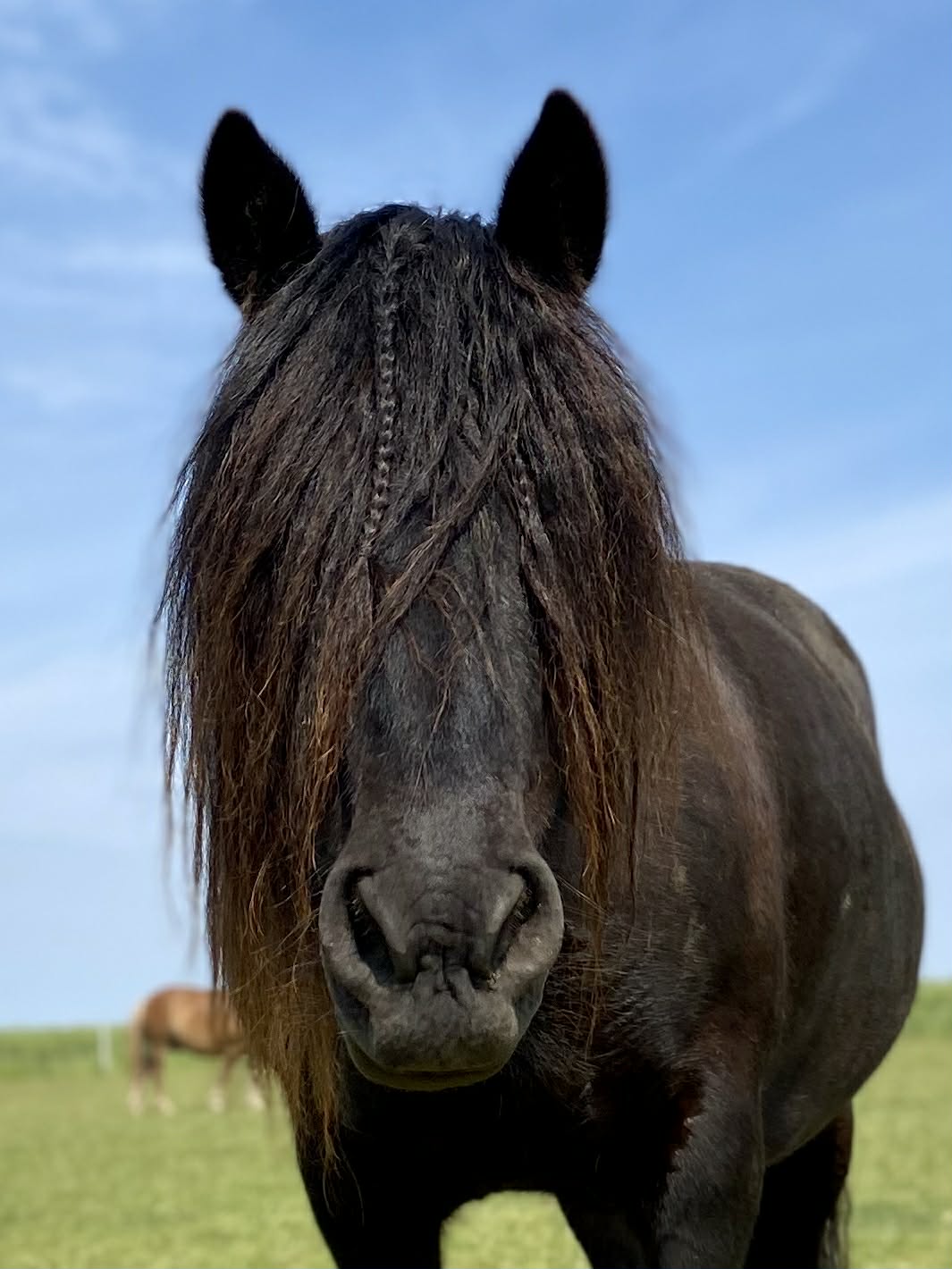 Freya - stiskni obrázek